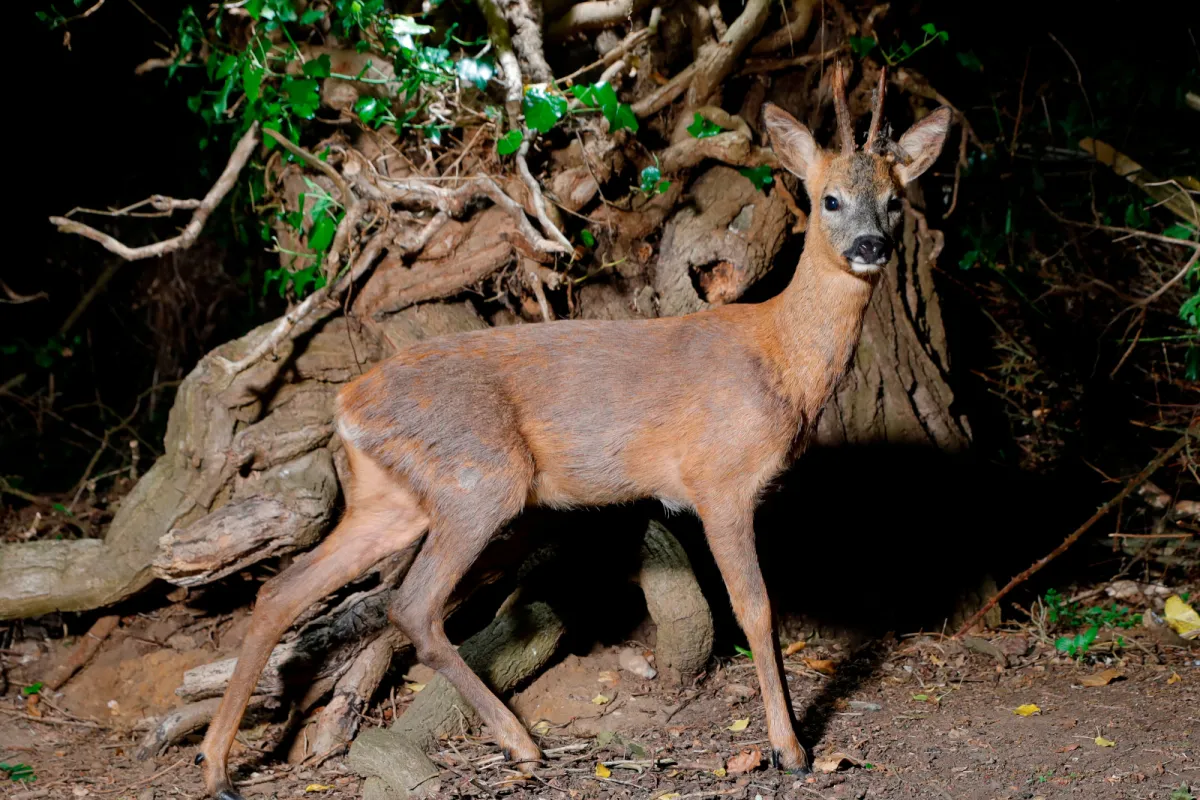 roe deer