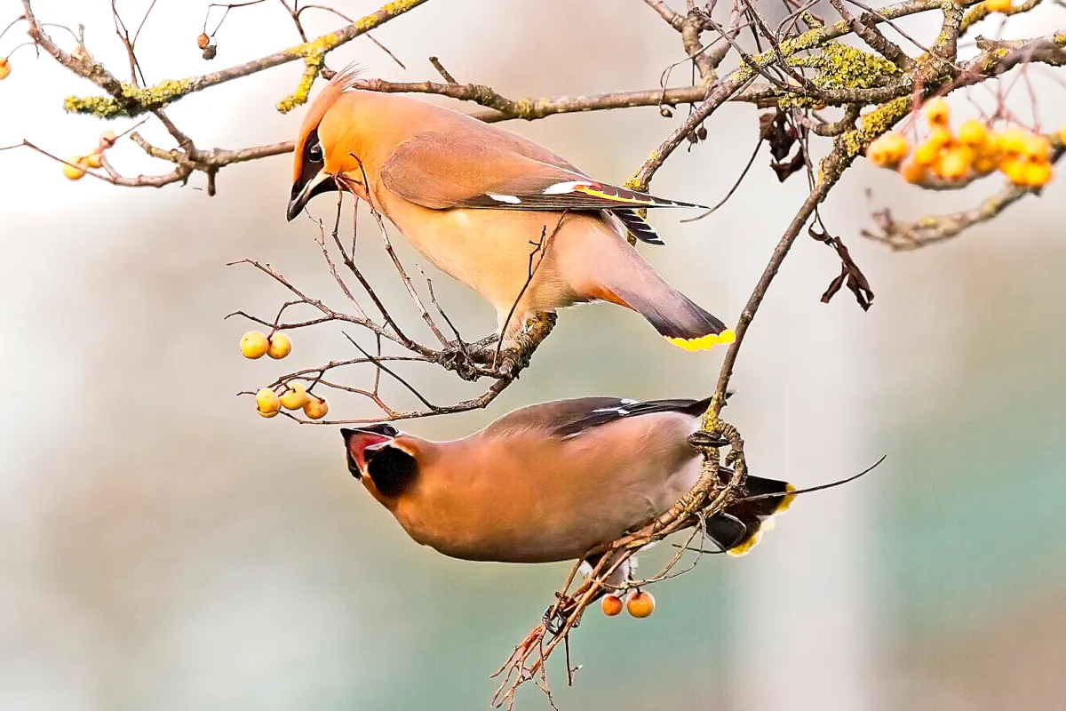 waxwings