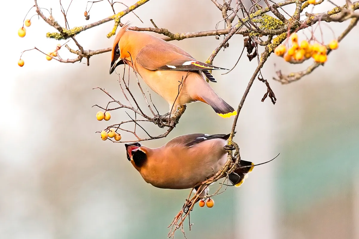 waxwings