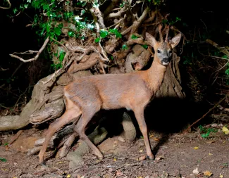 roe deer